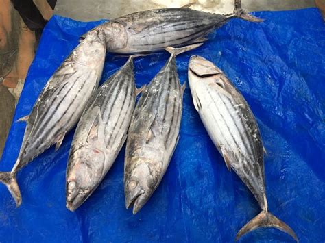 emailtuna|skipjack tuna price.